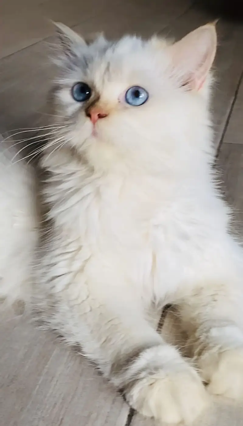 PURE PERSIAN PAIR WITH BLUE EYES. — photo 5