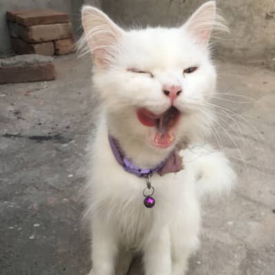 Persian White cat With Pink Nose
