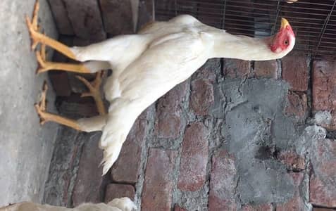 White shamo young female