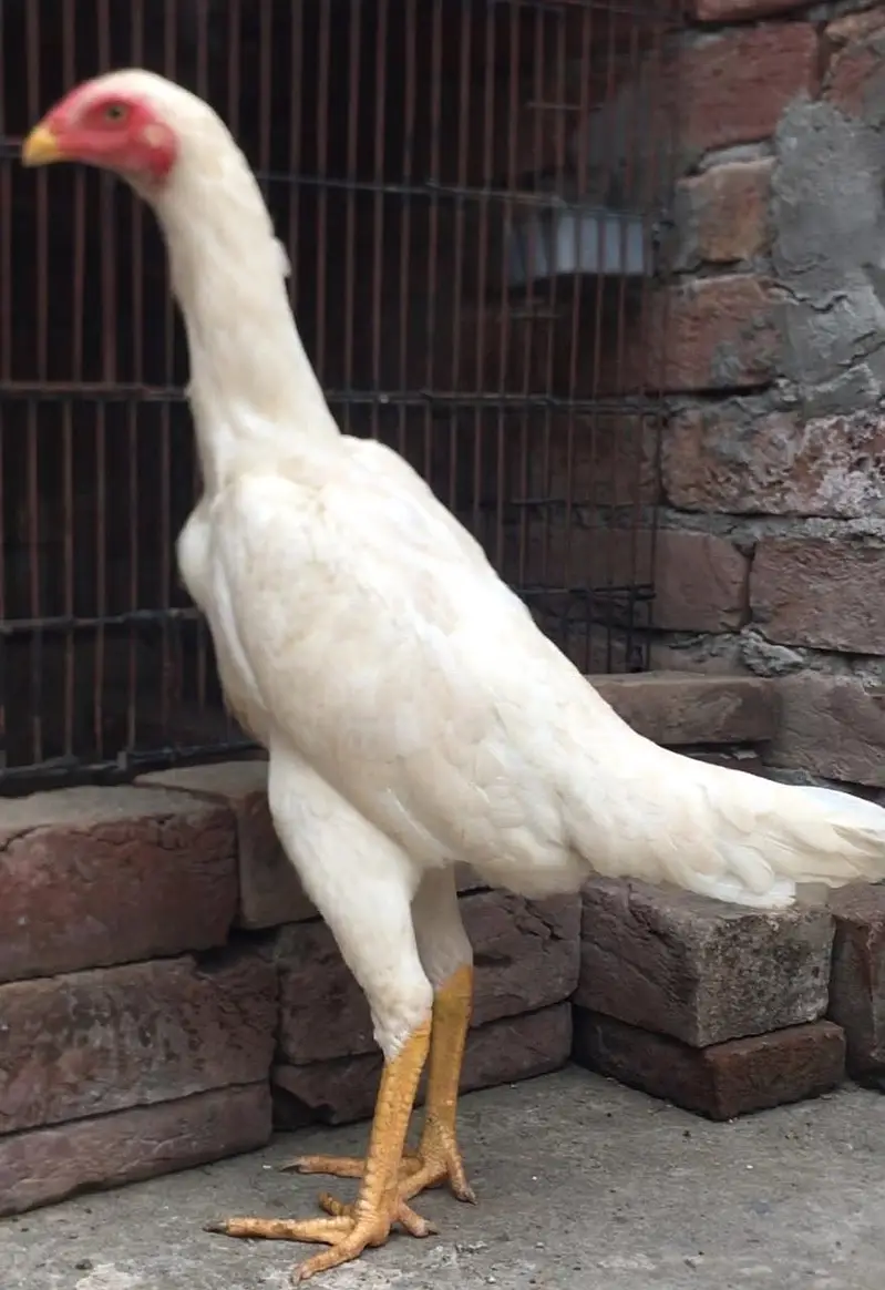 White shamo young female — photo 2