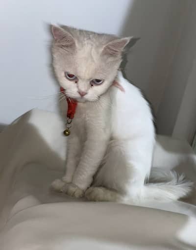 Cat meow