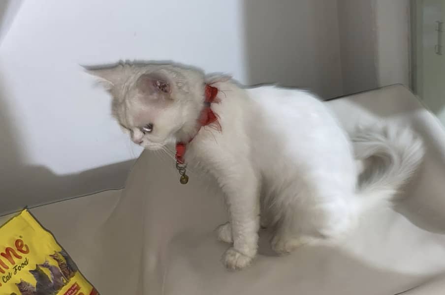 Cat meow 1