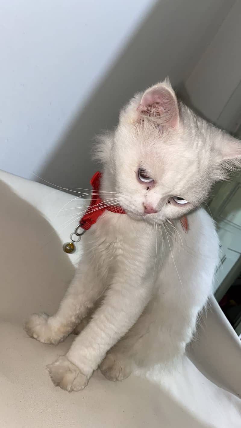 Cat meow 2