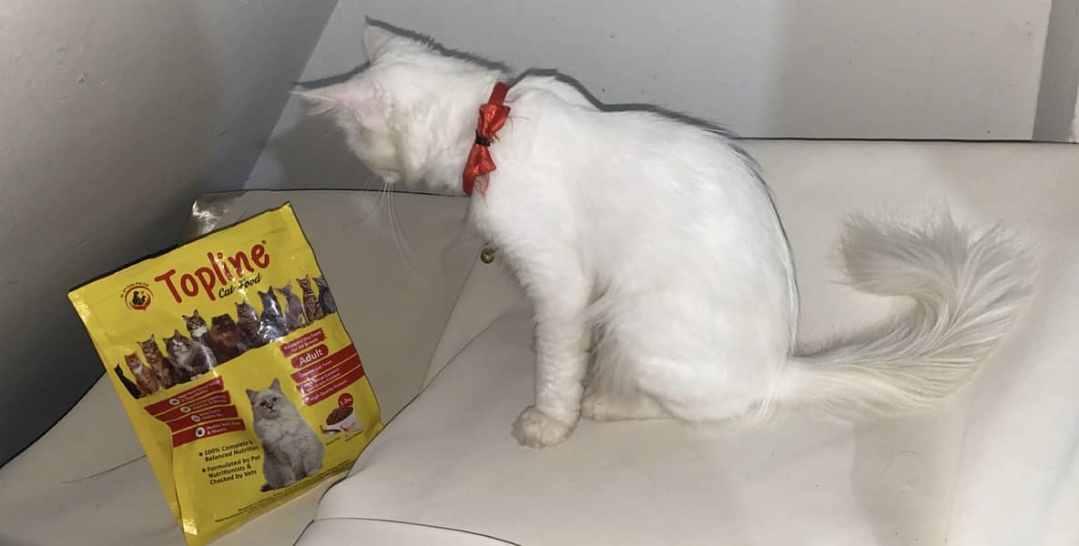 Cat meow 3