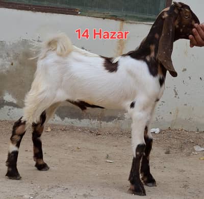 9 goats for sell 2 to 5 months goat kids