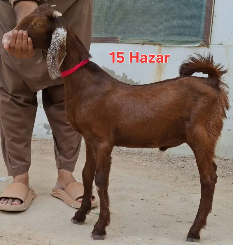 9 goats for sell 2 to 5 months goat kids — photo 2