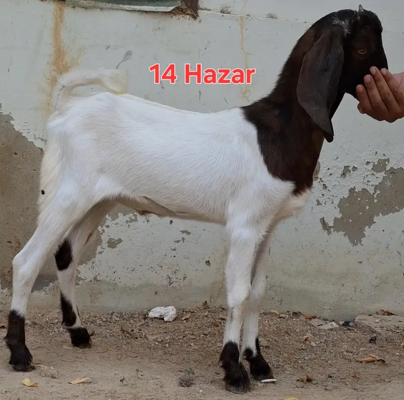9 goats for sell 2 to 5 months goat kids — photo 3