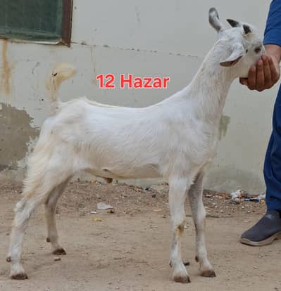 Male goat for sale urgent ending complete setup