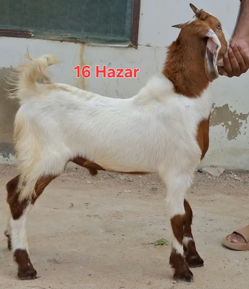 9 goats for sell 2 to 5 months goat kids — photo 5