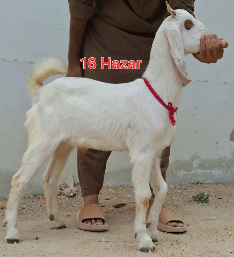 9 goats for sell 2 to 5 months goat kids — photo 6