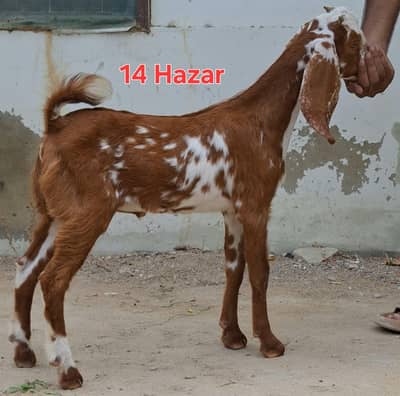 5 male goats for sale in reasonable price