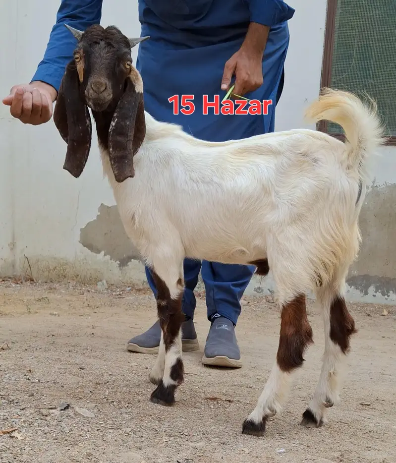 9 goats for sell 2 to 5 months goat kids — photo 8
