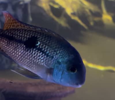 mix fishes available