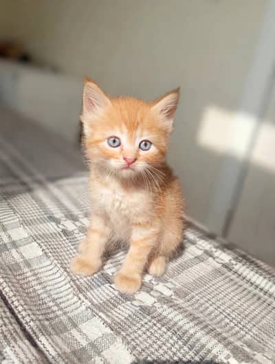 Three kitten for sale in Gujranwala