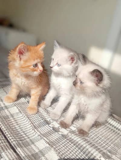 Kittens For sale in Gujranwala
