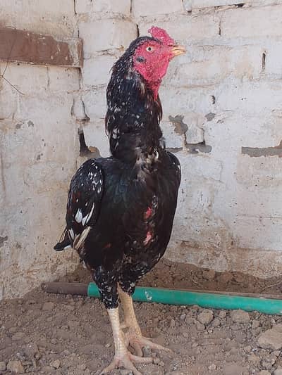 lakha breder male