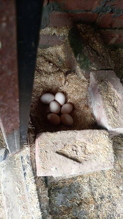 pure desi fresh eggs available