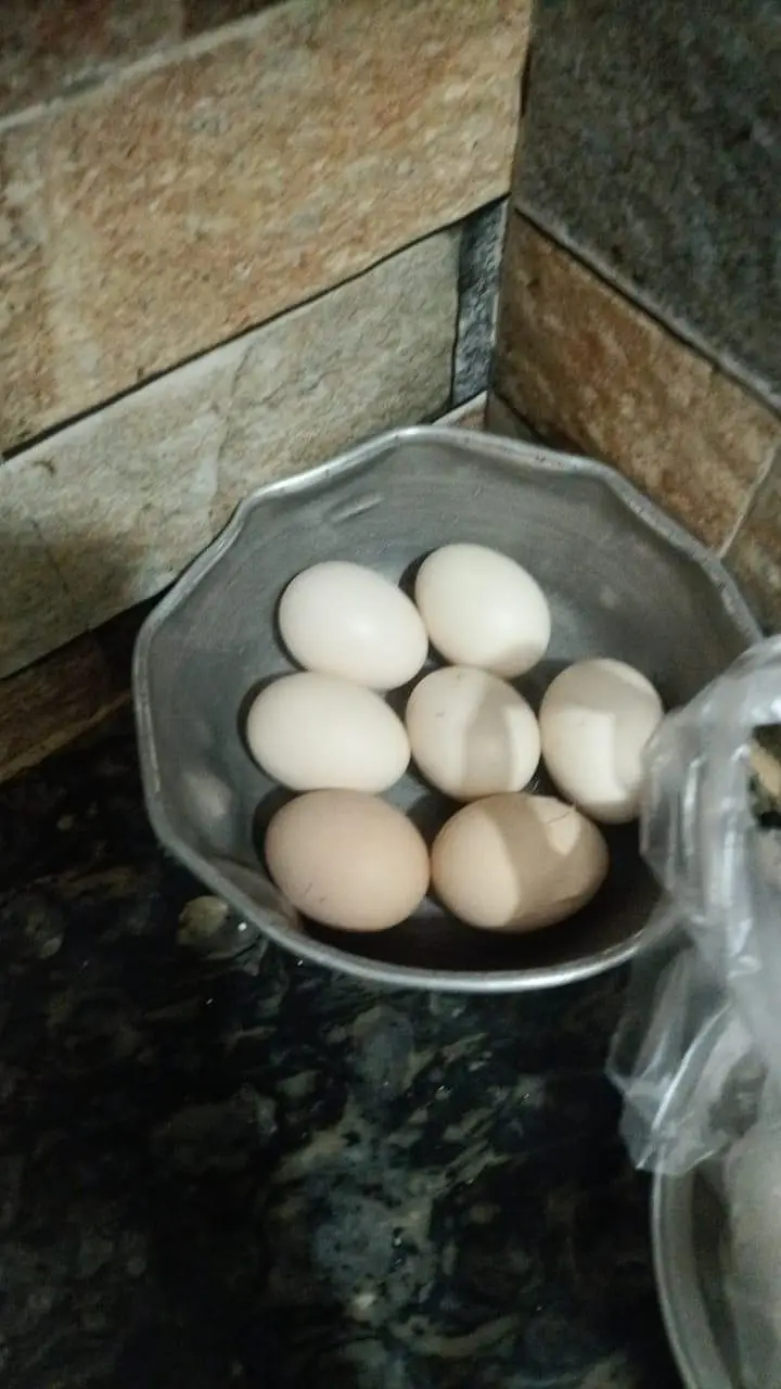 pure desi fresh eggs available — photo 2