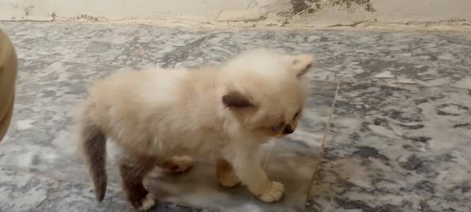 very good breed cat and color