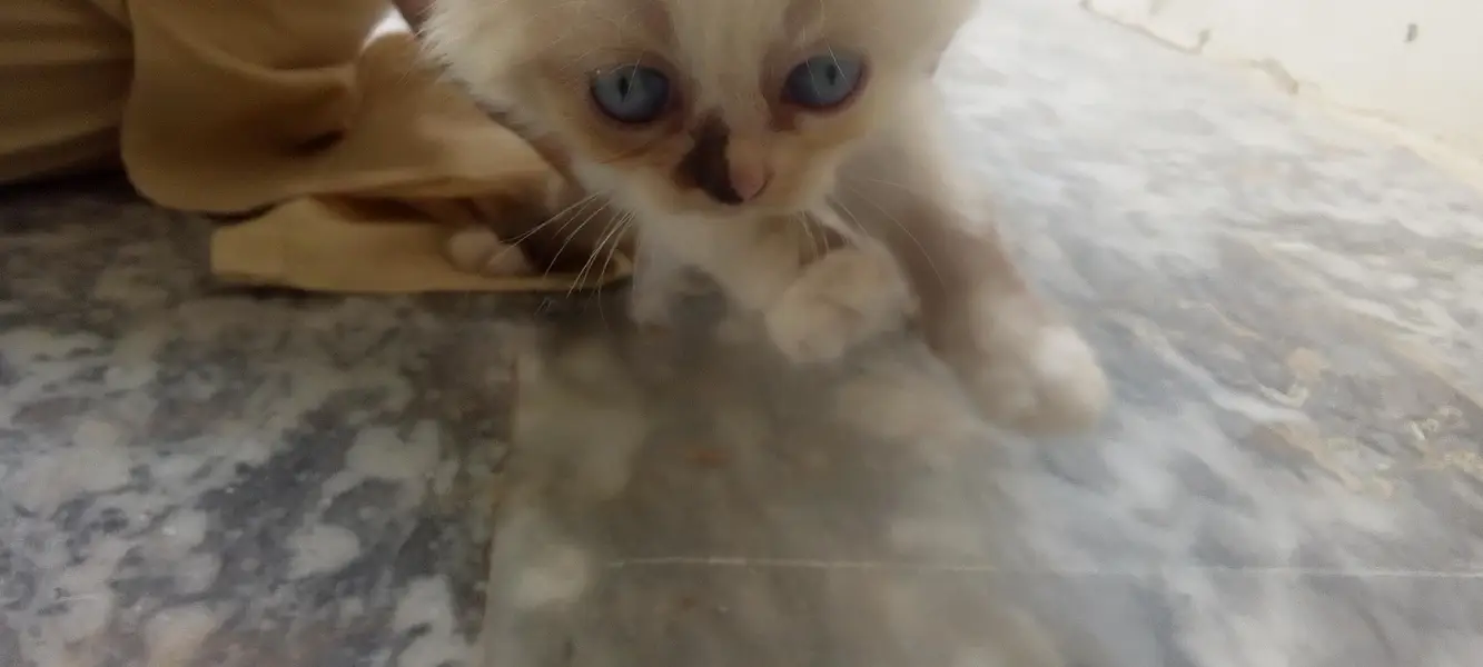 very good breed cat and color — photo 2