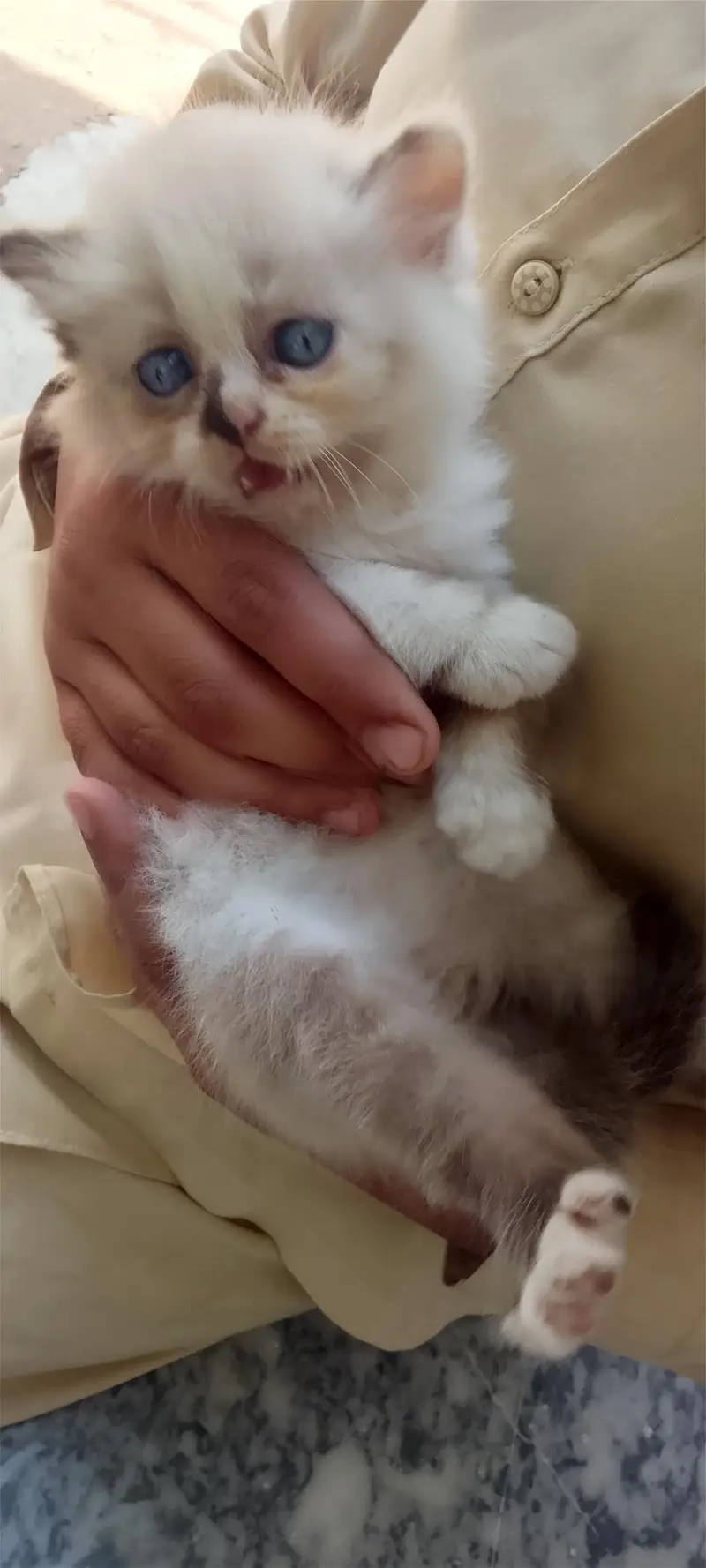 very good breed cat and color — photo 3