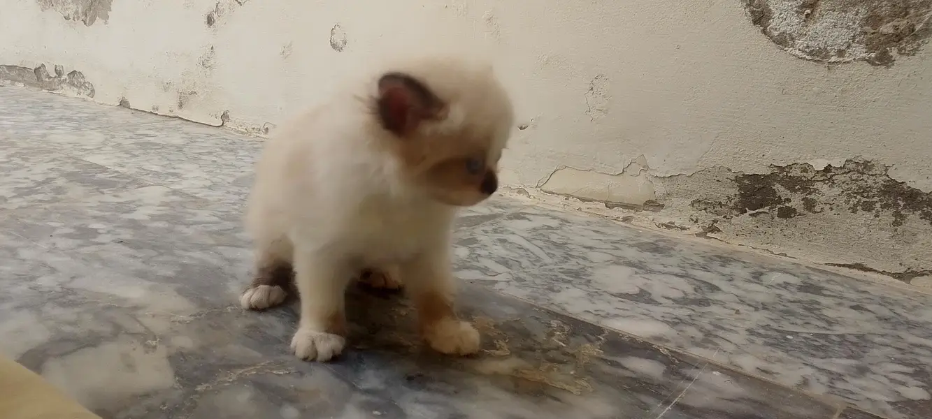 very good breed cat and color — photo 4