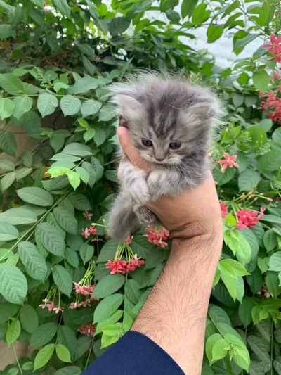 Persian Triple coated