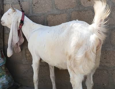3 Goats Setup For Sale Urgent Sale karni he 03162918168