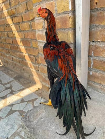 parrotbeak patha for sale