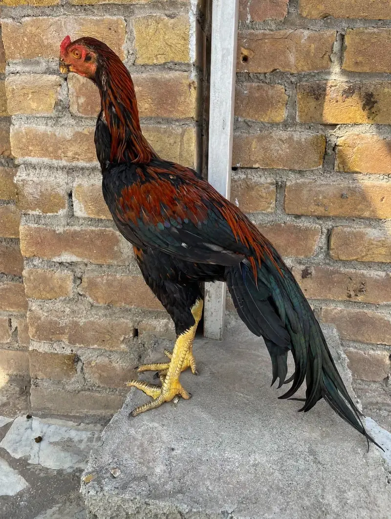 parrotbeak patha for sale — photo 2