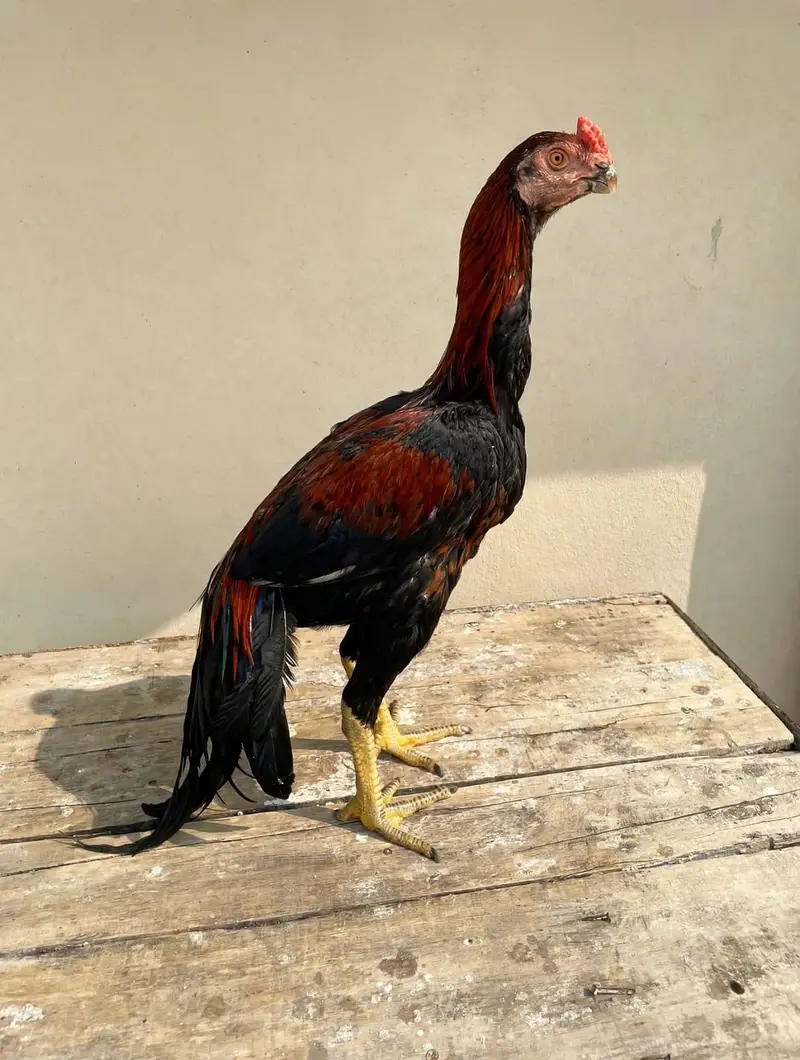parrotbeak patha for sale — photo 4