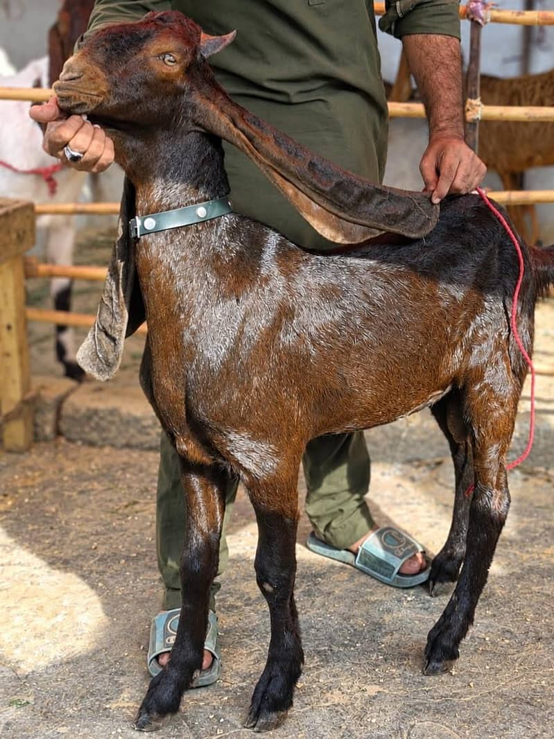 Kamori Bakra 0