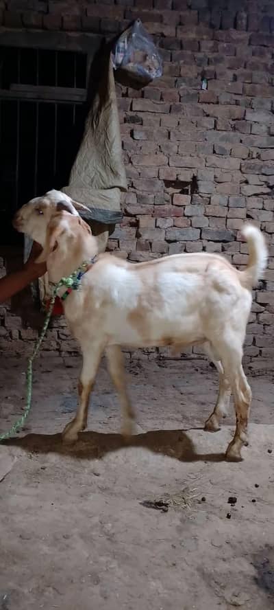 tedi Bakra