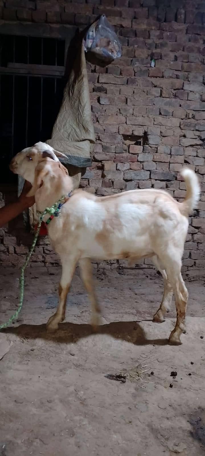 tedi Bakra 0