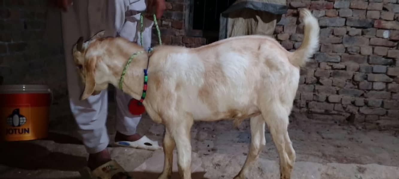 tedi Bakra 1
