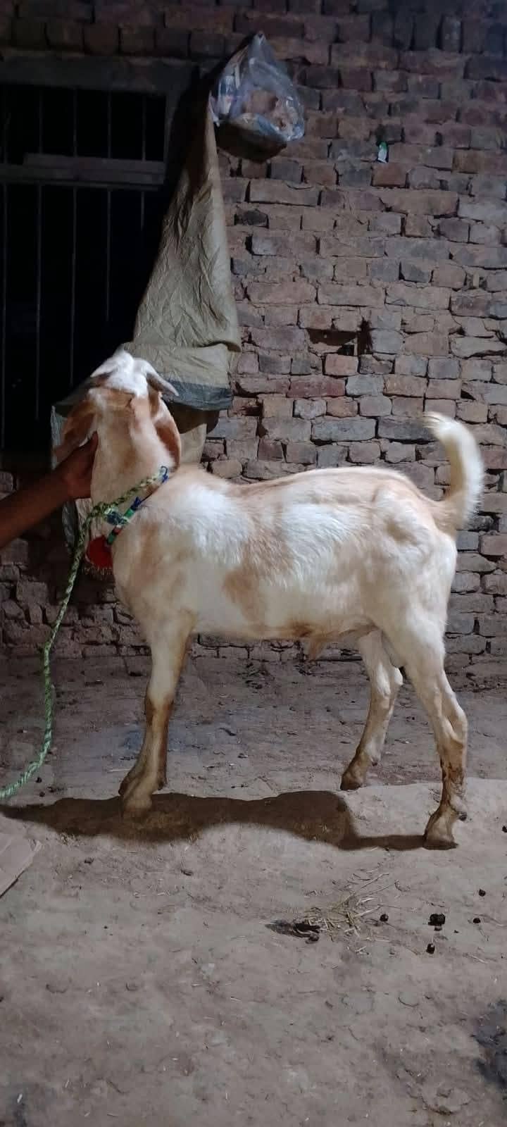 tedi Bakra 2