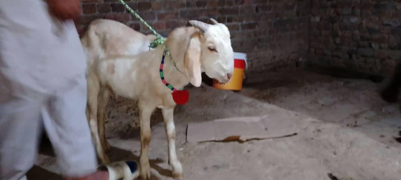 tedi Bakra 3