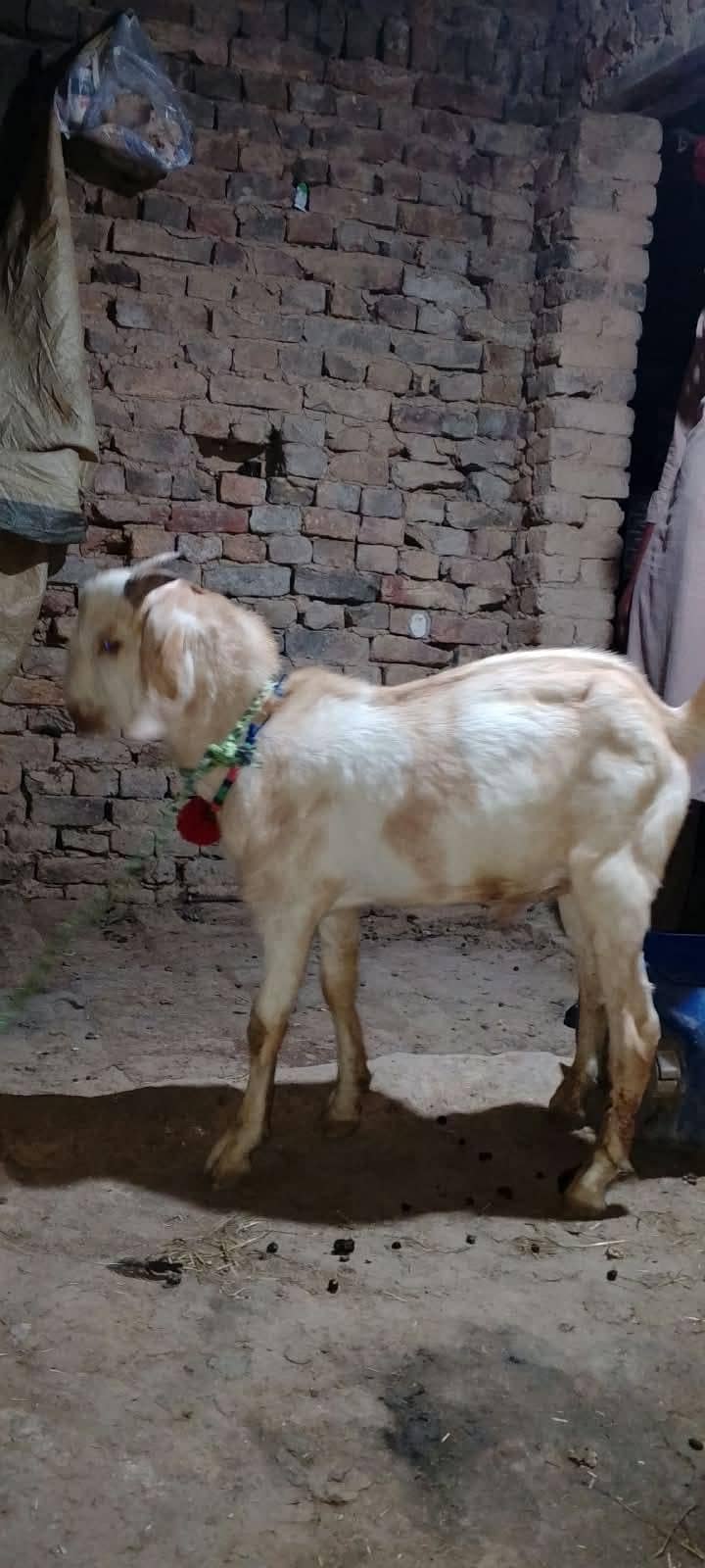 tedi Bakra 4