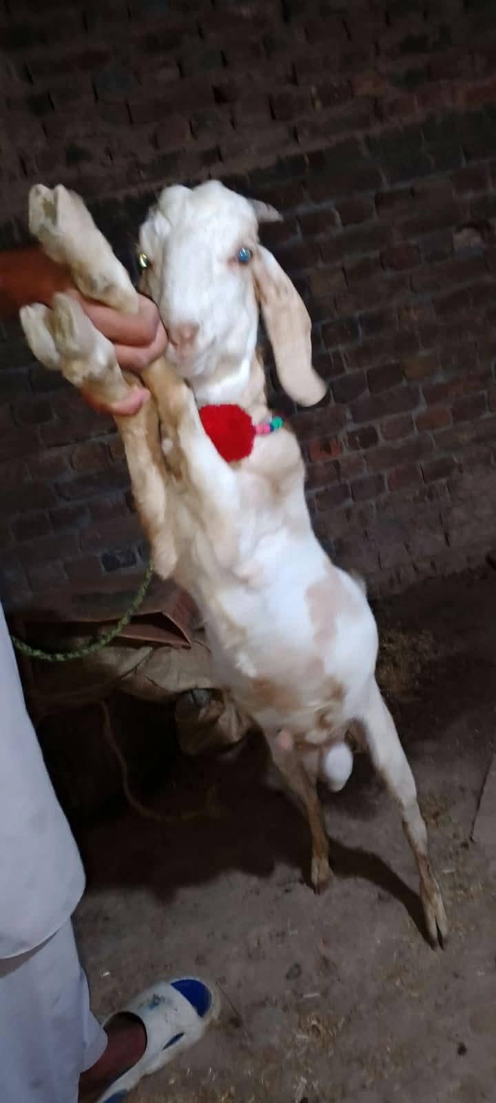 tedi Bakra 6