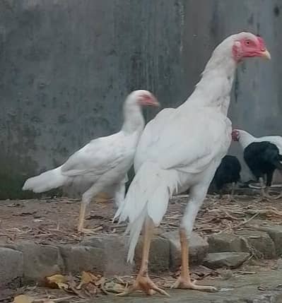Heera pure blood line pair available (6 months old)