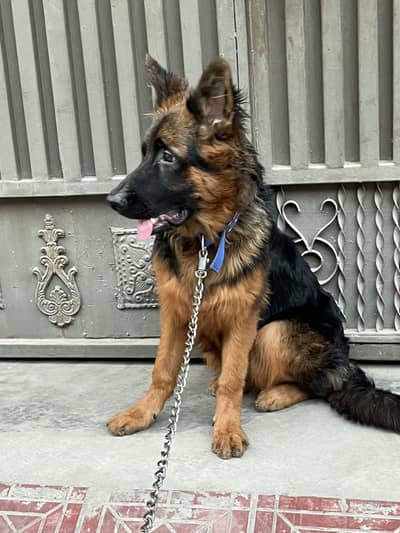 German shepherd tan colour pedigree pure blood line