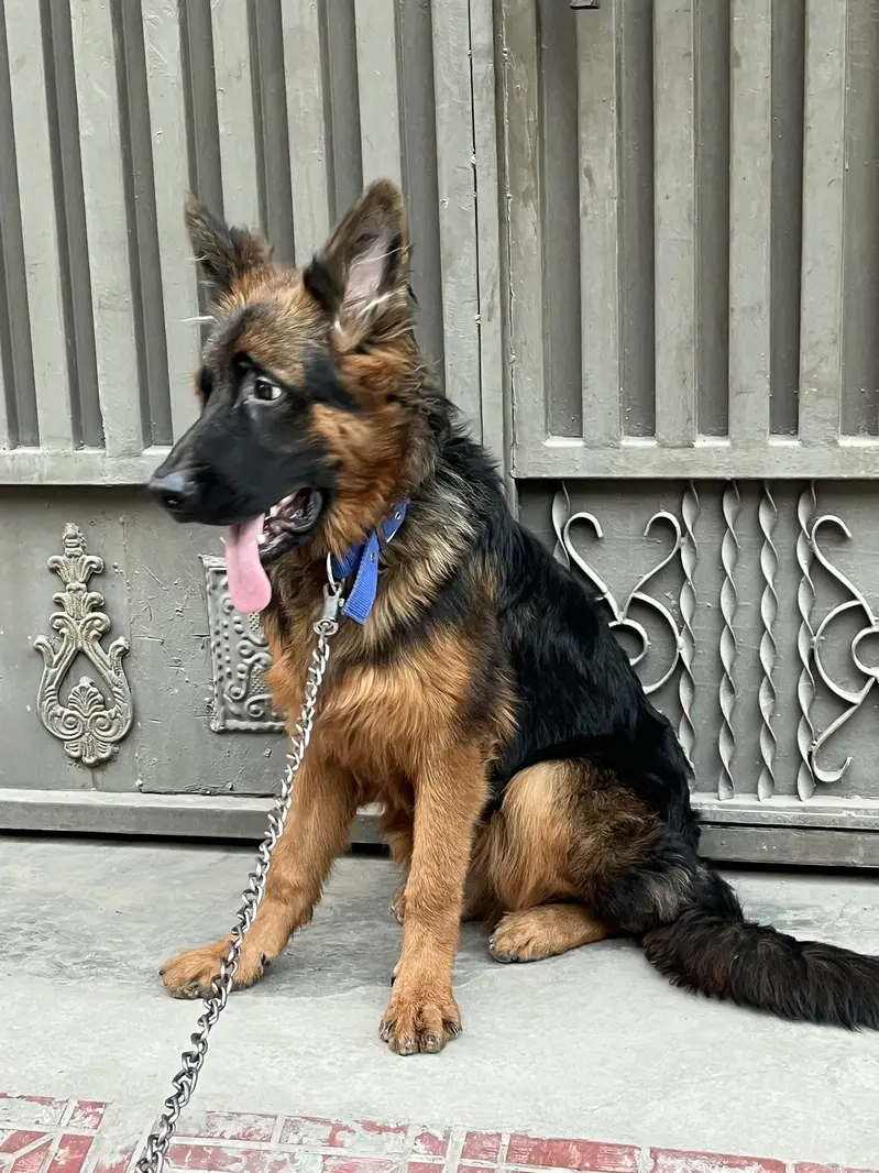 German shepherd tan colour pedigree pure blood line — photo 2