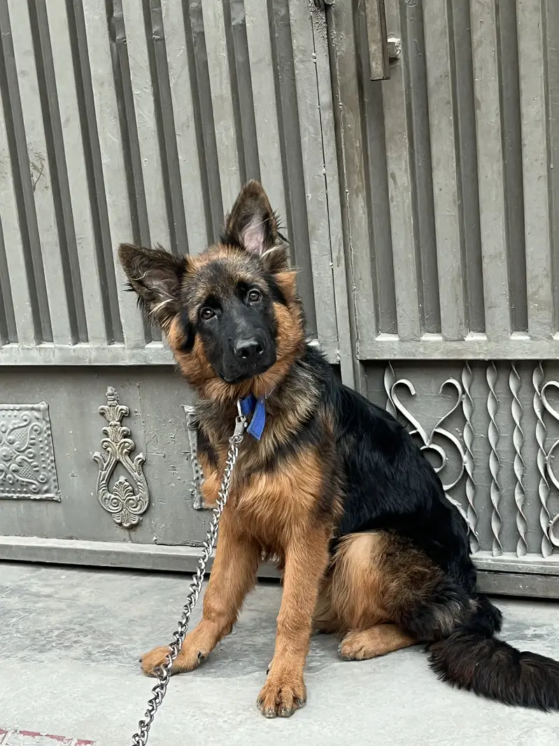 German shepherd tan colour pedigree pure blood line — photo 3