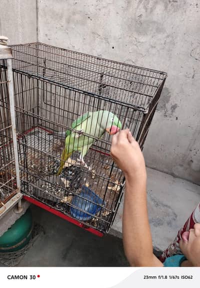 hand tame hy with cage