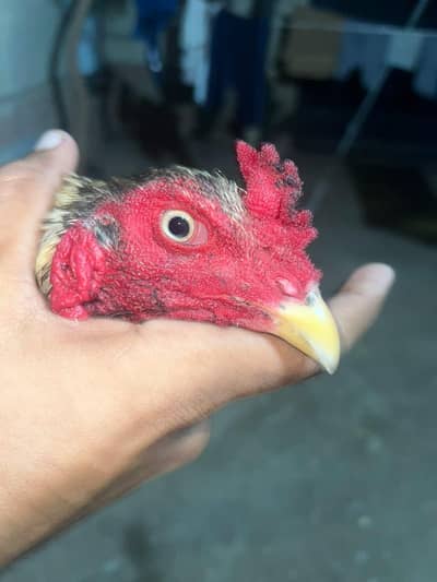 A beautiful male with beautiful eyes and legs