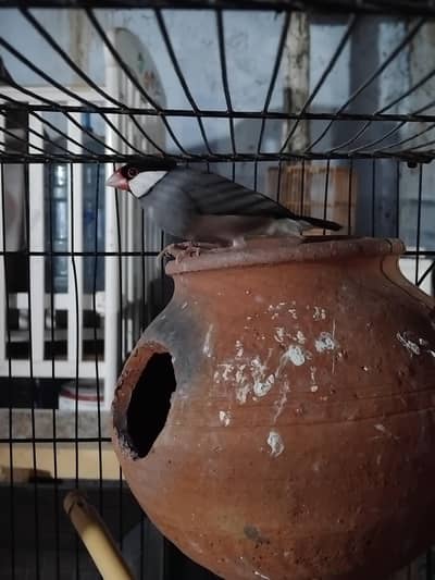 japani finches