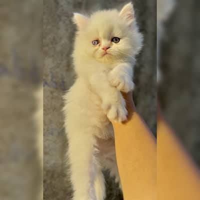 Persian kittens punch face triple coat