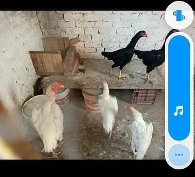 King German White Shamo Hen