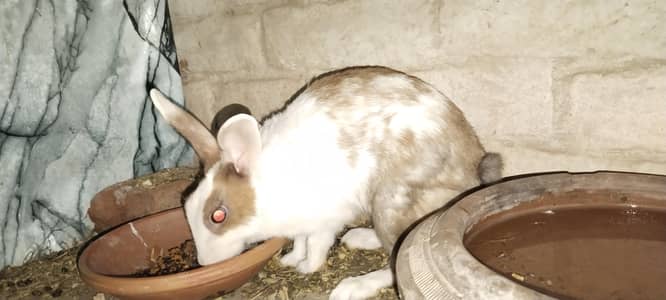 Desi Rabbits For Sale - Pair, Male & Breeder Female