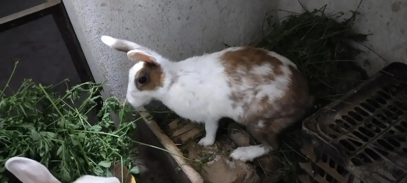 Desi Rabbits For Sale - Pair, Male & Breeder Female — photo 2
